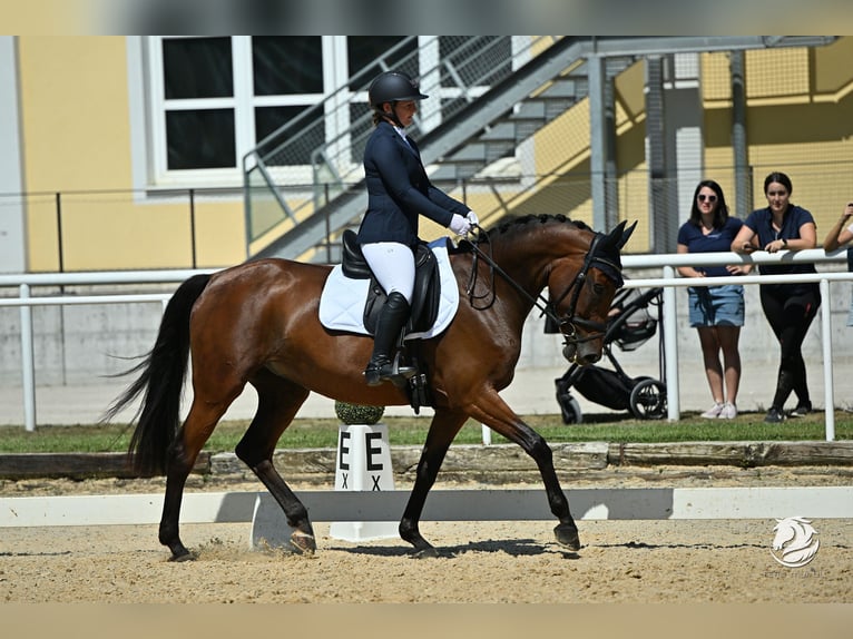 Österreichisches Warmblut Stute 8 Jahre 163 cm Brauner in Roitham