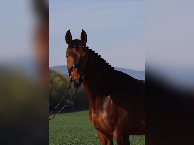 Österreichisches Warmblut Stute 8 Jahre 163 cm Brauner in Roitham