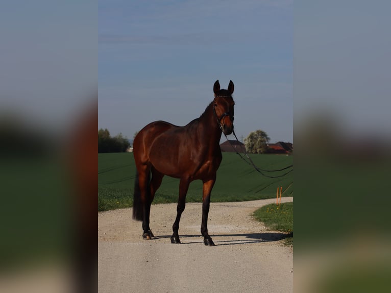 Österreichisches Warmblut Stute 8 Jahre 163 cm Brauner in Roitham