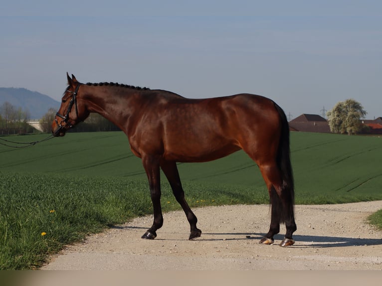 Österreichisches Warmblut Stute 8 Jahre 163 cm Brauner in Roitham