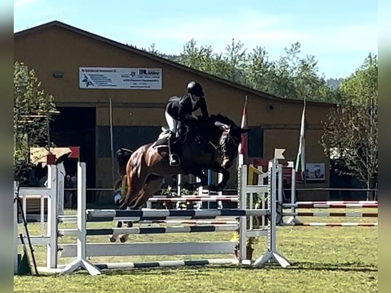 Österreichisches Warmblut Stute 8 Jahre 165 cm Brauner in Neumarkt