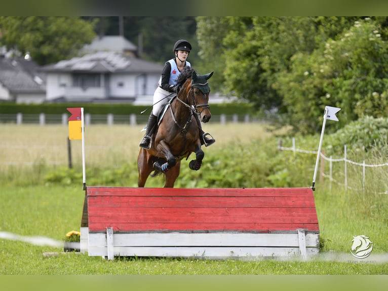 Österreichisches Warmblut Stute 8 Jahre 165 cm Brauner in Neumarkt