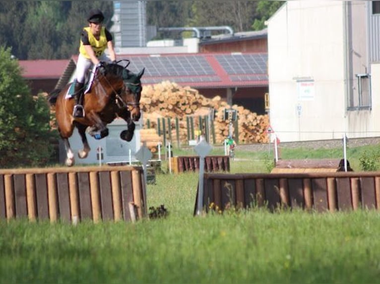 Österreichisches Warmblut Stute 8 Jahre 165 cm Brauner in Neumarkt