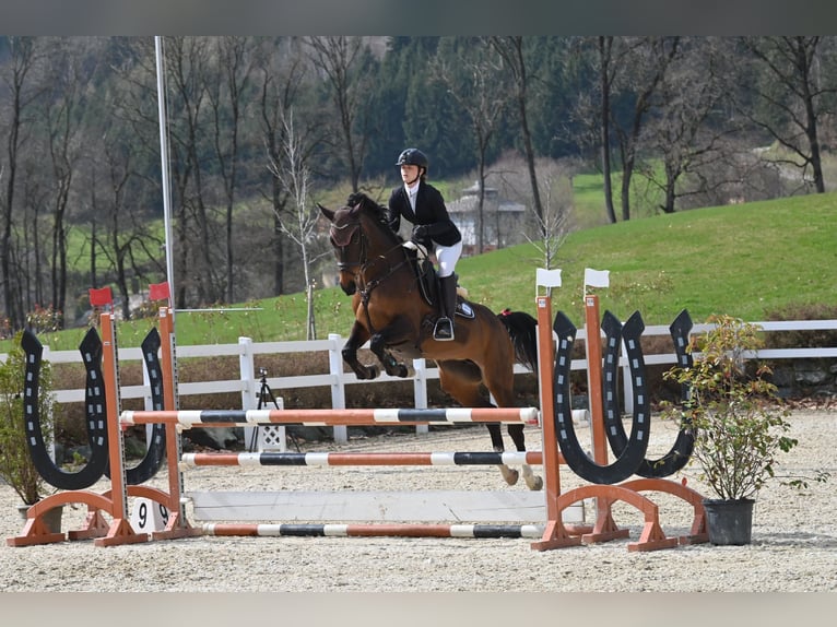 Österreichisches Warmblut Stute 8 Jahre 165 cm Brauner in Neumarkt