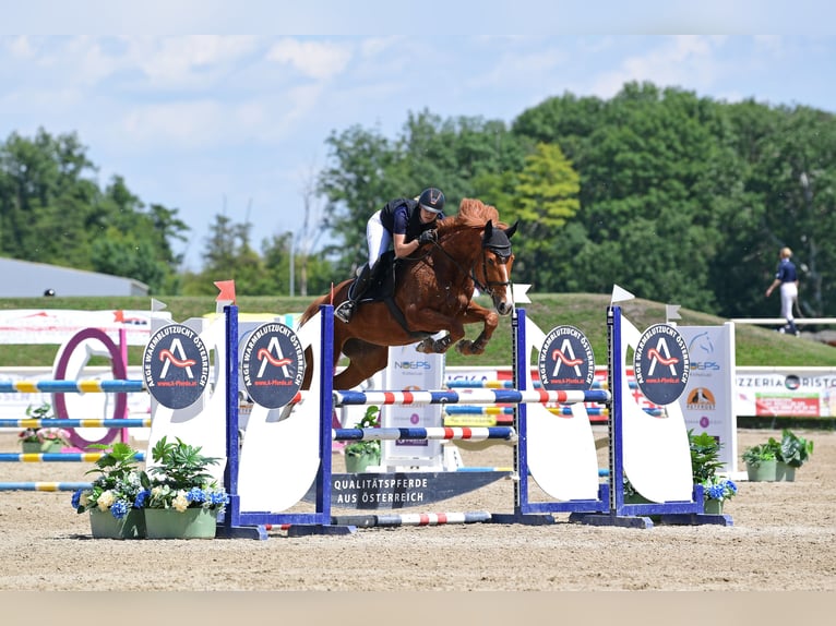 Österreichisches Warmblut Stute 8 Jahre 167 cm Fuchs in Bromberg
