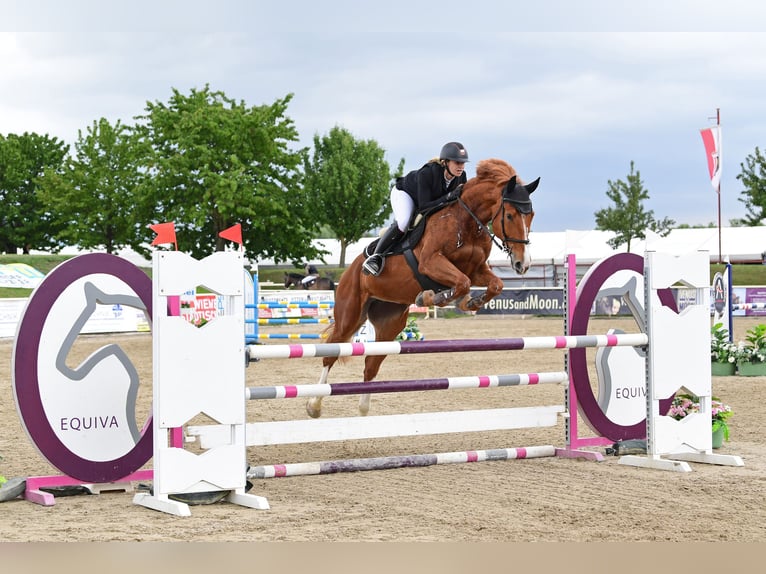 Österreichisches Warmblut Stute 8 Jahre 167 cm Fuchs in Bromberg