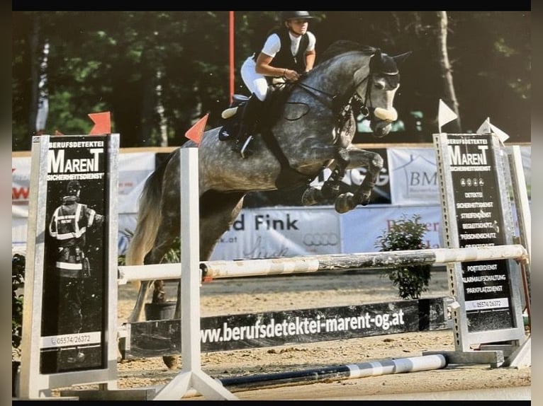 Österreichisches Warmblut Stute 8 Jahre 171 cm Schimmel in Brederis