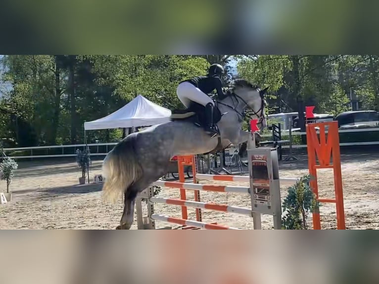 Österreichisches Warmblut Stute 8 Jahre 171 cm Schimmel in Brederis