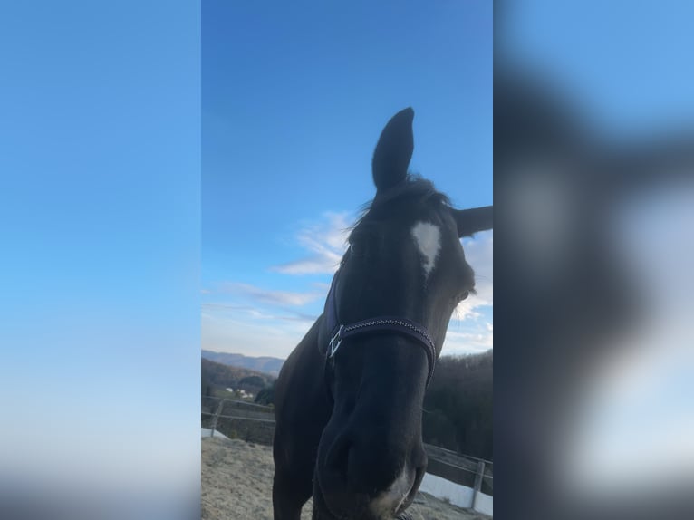 Österreichisches Warmblut Stute 8 Jahre 174 cm Rappe in Pölfing brunn