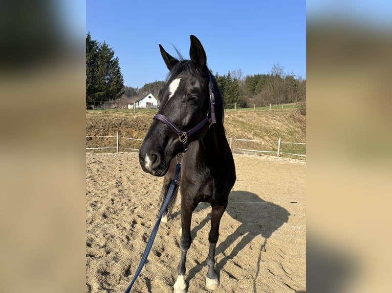 Österreichisches Warmblut Stute 8 Jahre 174 cm Rappe in Pölfing brunn