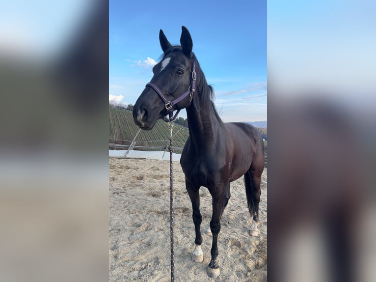 Österreichisches Warmblut Stute 8 Jahre 174 cm Rappe in Pölfing brunn