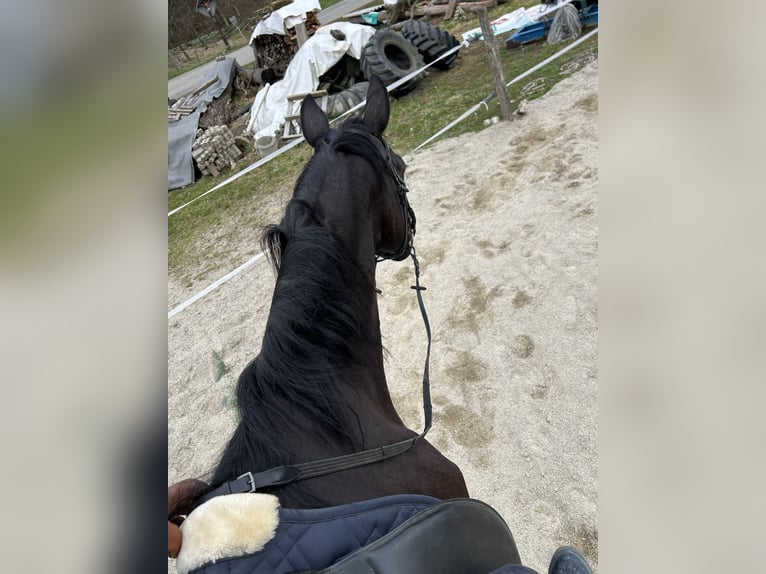 Österreichisches Warmblut Stute 8 Jahre 174 cm Rappe in Pölfing brunn