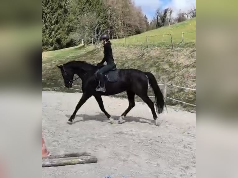 Österreichisches Warmblut Stute 8 Jahre 174 cm Rappe in Pölfing brunn