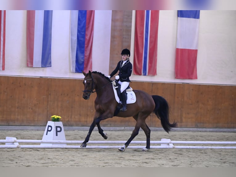 Österreichisches Warmblut Stute 8 Jahre 175 cm Brauner in Markt Hartmannsdorf