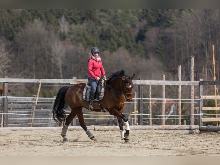 Österreichisches Warmblut Stute 8 Jahre 175 cm Brauner in Markt Hartmannsdorf