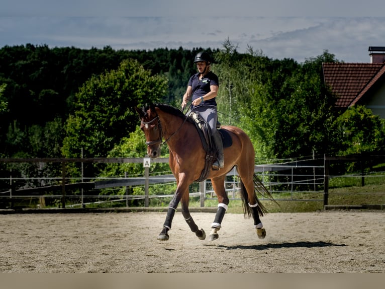 Österreichisches Warmblut Stute 8 Jahre 175 cm Brauner in Markt Hartmannsdorf