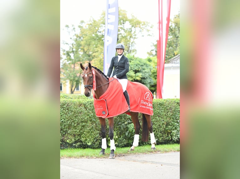 Österreichisches Warmblut Stute 8 Jahre 175 cm Brauner in Markt Hartmannsdorf