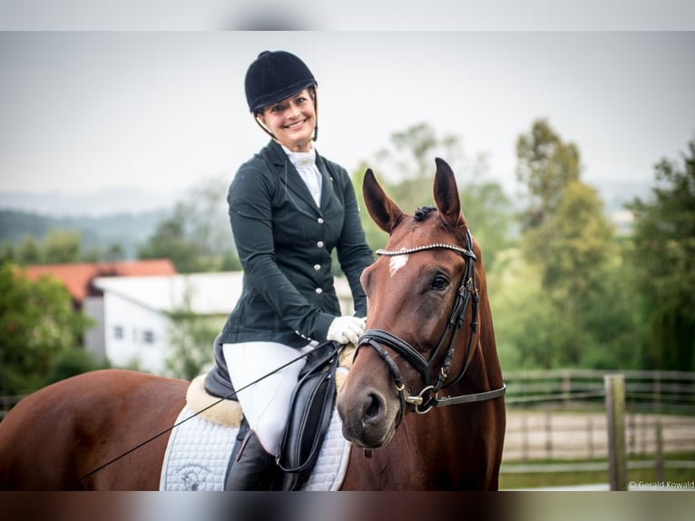 Österreichisches Warmblut Stute 8 Jahre 175 cm Brauner in Markt Hartmannsdorf