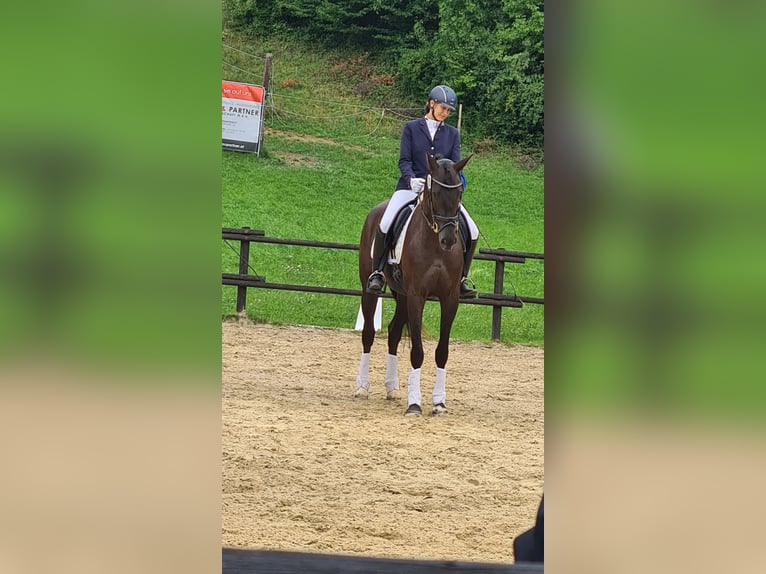 Österreichisches Warmblut Stute 8 Jahre in Amstetten