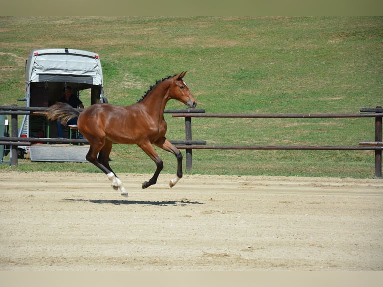Österreichisches Warmblut Stute 8 Jahre in Amstetten