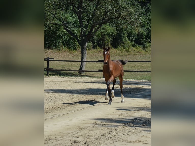 Österreichisches Warmblut Stute 8 Jahre in Amstetten