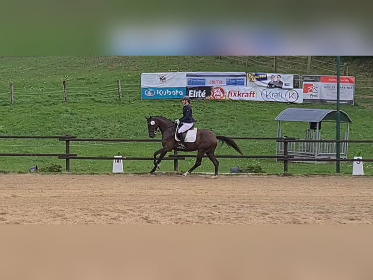Österreichisches Warmblut Stute 8 Jahre in Amstetten