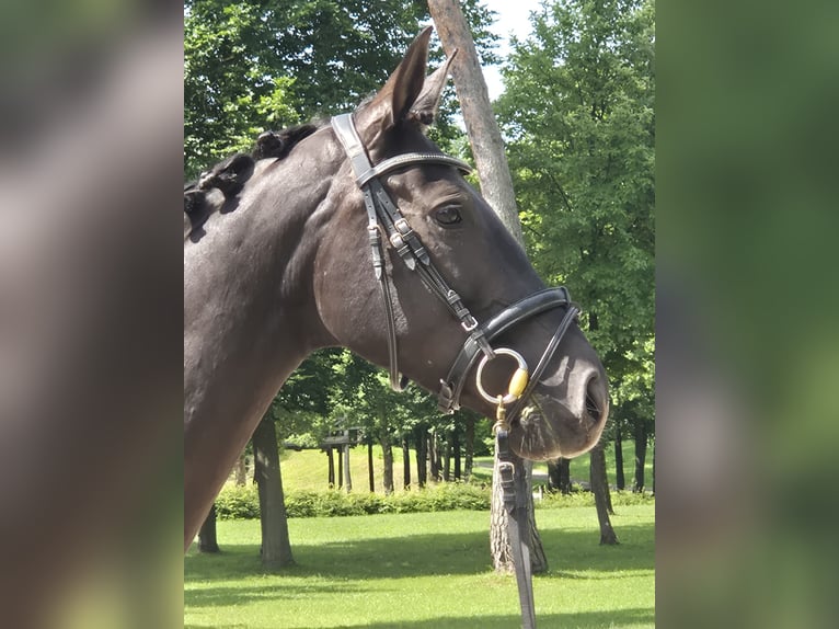 Österreichisches Warmblut Stute 8 Jahre in Amstetten