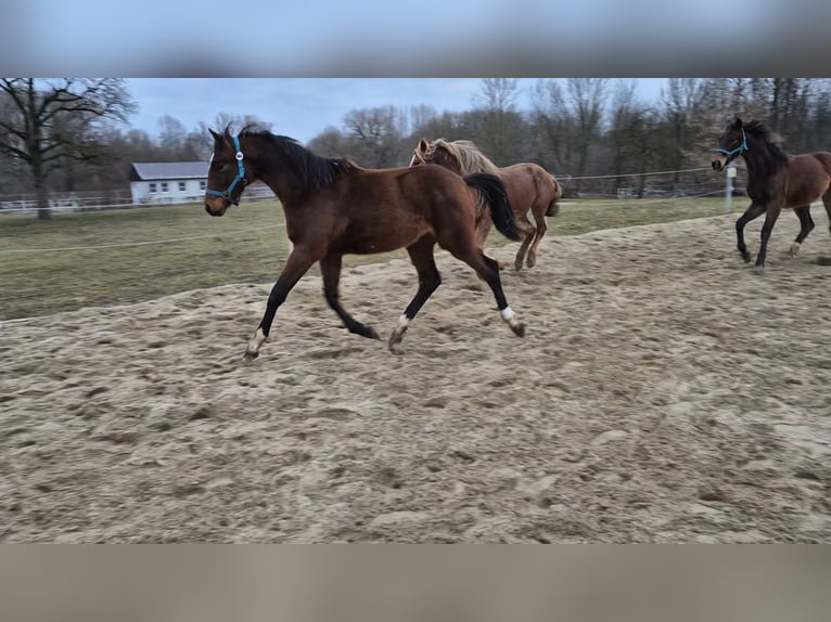 Österreichisches Warmblut Stute 8 Jahre in Amstetten
