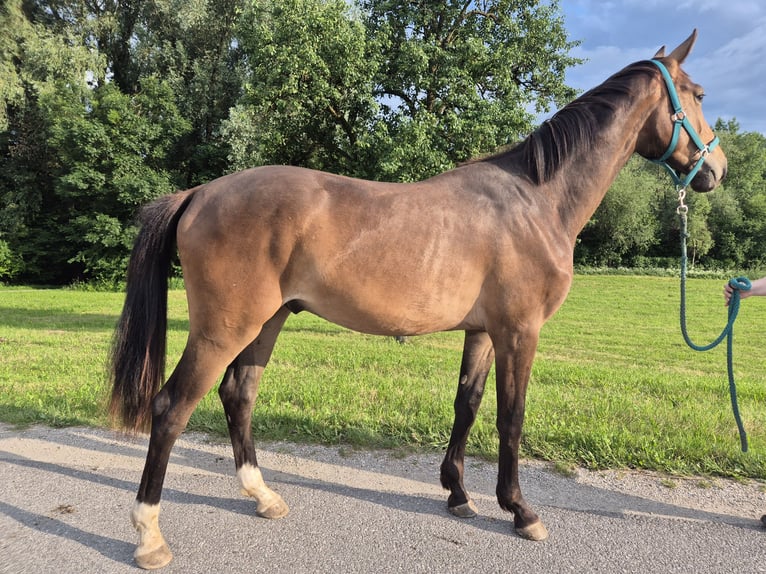 Österreichisches Warmblut Stute 8 Jahre in Amstetten