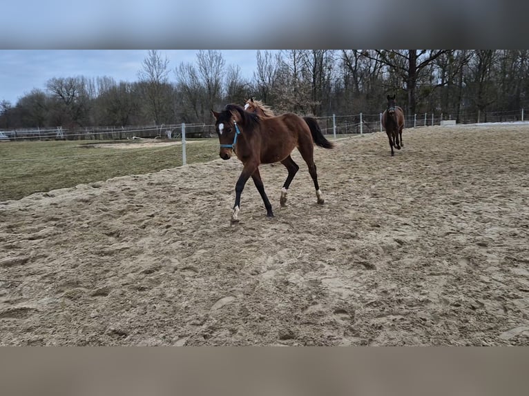 Österreichisches Warmblut Stute 8 Jahre in Amstetten