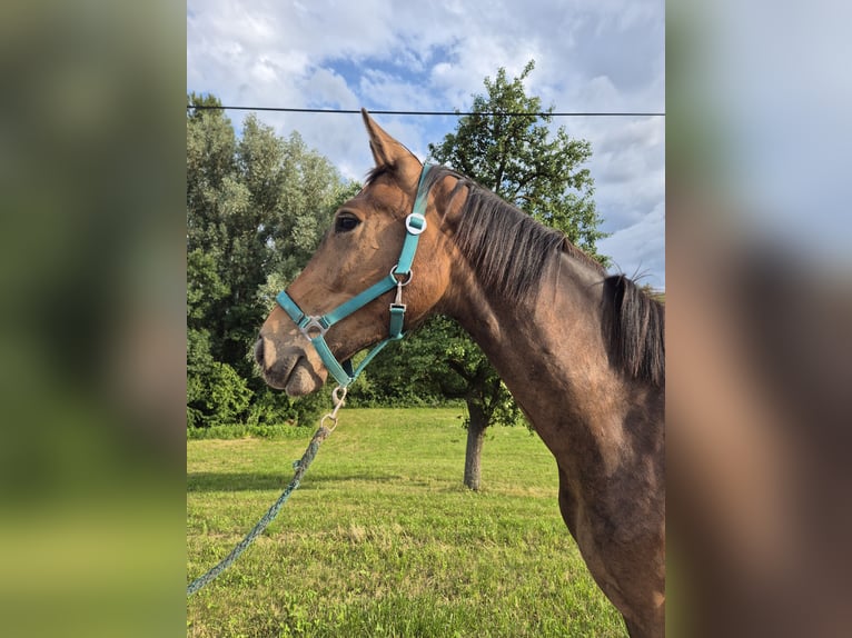 Österreichisches Warmblut Stute 8 Jahre in Amstetten
