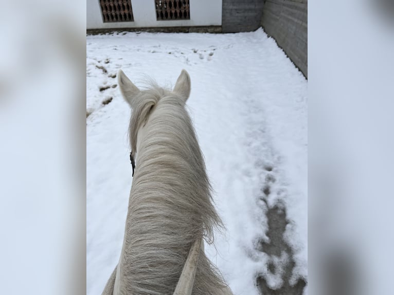 Österreichisches Warmblut Mix Stute 9 Jahre 145 cm Schimmel in Dobl