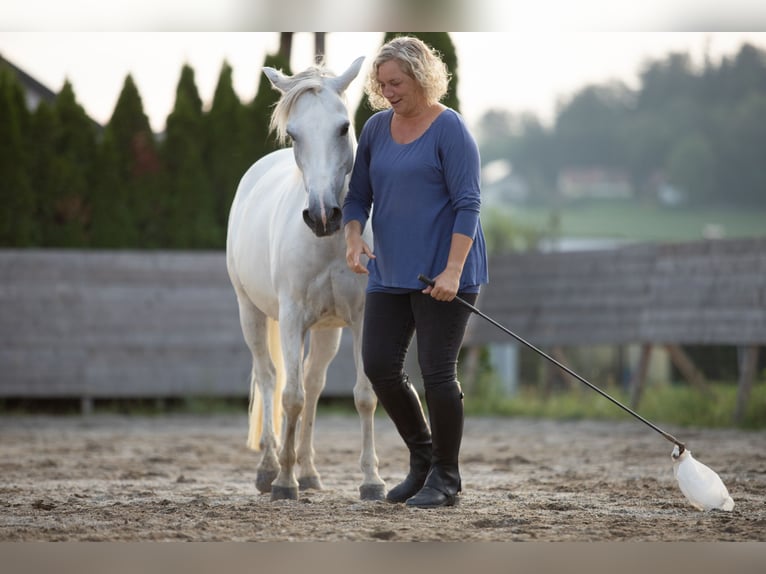 Österreichisches Warmblut Mix Stute 9 Jahre 145 cm Schimmel in Dobl