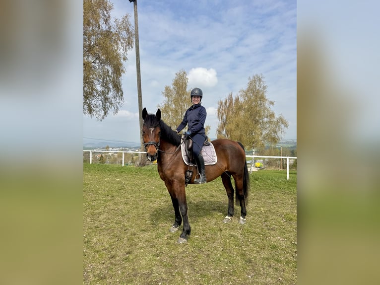 Österreichisches Warmblut Stute 9 Jahre 163 cm Brauner in Altenfelden