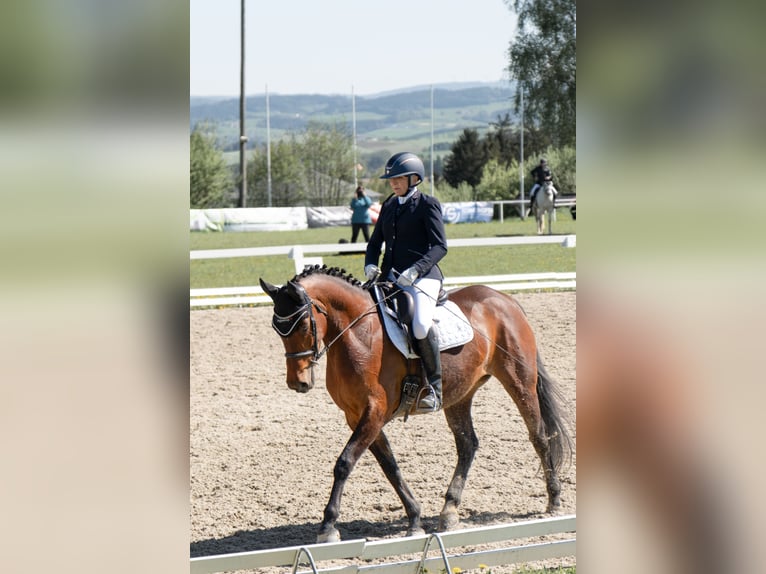 Österreichisches Warmblut Stute 9 Jahre 163 cm Brauner in Altenfelden