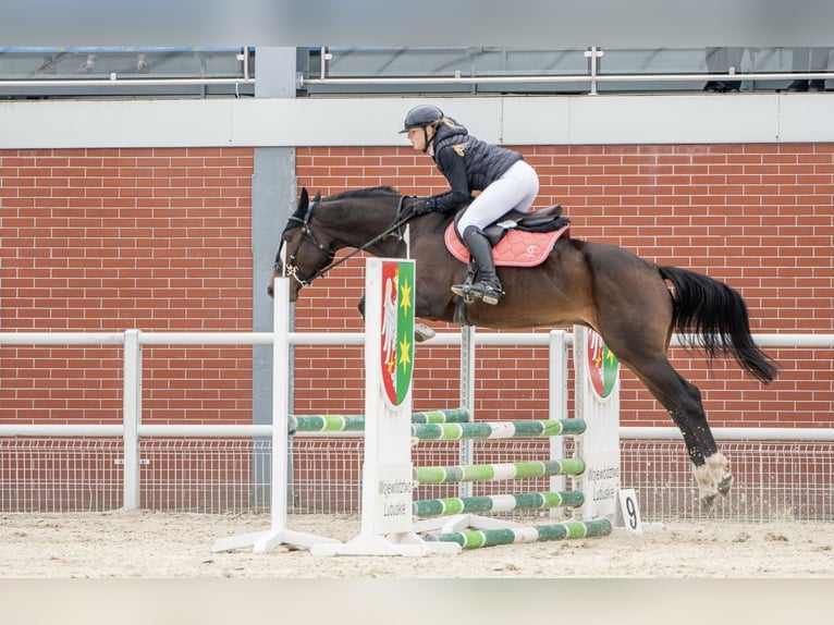 Österreichisches Warmblut Stute 9 Jahre 165 cm Rotbrauner in Swiniary