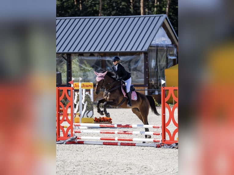 Österreichisches Warmblut Stute 9 Jahre 165 cm Rotbrauner in Swiniary