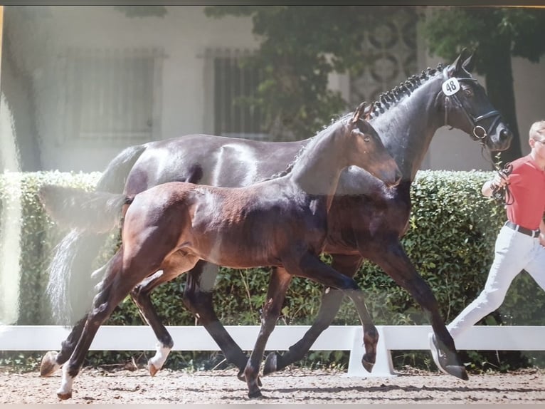 Österreichisches Warmblut Stute 9 Jahre 166 cm Rappe in Steyr