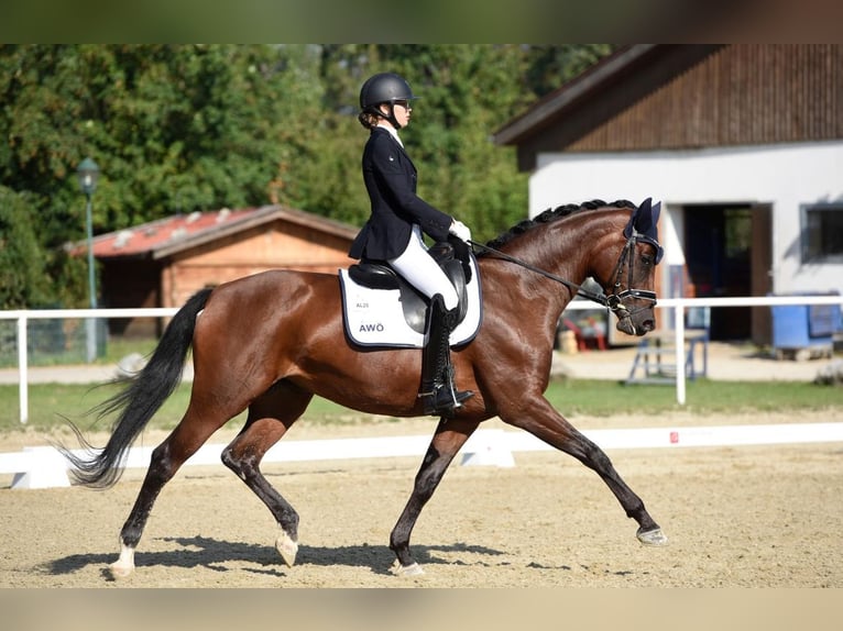 Österreichisches Warmblut Stute 9 Jahre 168 cm Brauner in Klein-Neusiedl