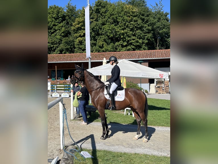 Österreichisches Warmblut Stute 9 Jahre 168 cm Brauner in Klein-Neusiedl