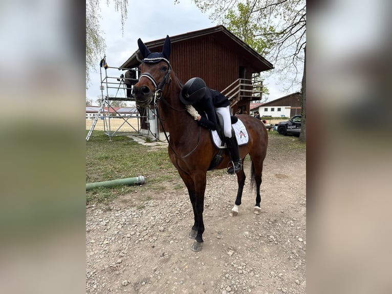 Österreichisches Warmblut Stute 9 Jahre 168 cm Brauner in Klein-Neusiedl