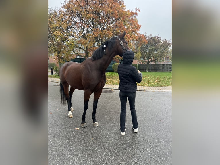 Österreichisches Warmblut Stute 9 Jahre 168 cm Brauner in Klein-Neusiedl