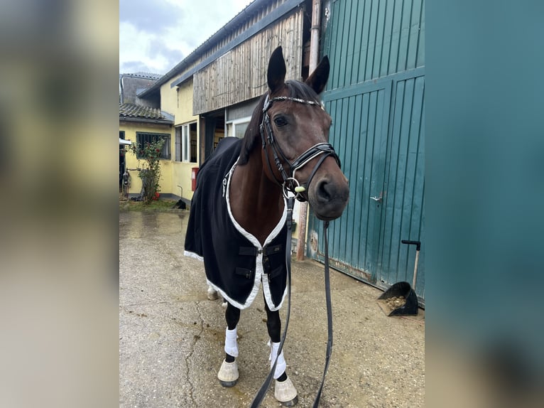 Österreichisches Warmblut Stute 9 Jahre 168 cm Brauner in Klein-Neusiedl