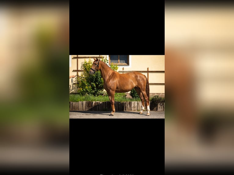 Österreichisches Warmblut Stute 9 Jahre 168 cm Fuchs in Dobersdorf