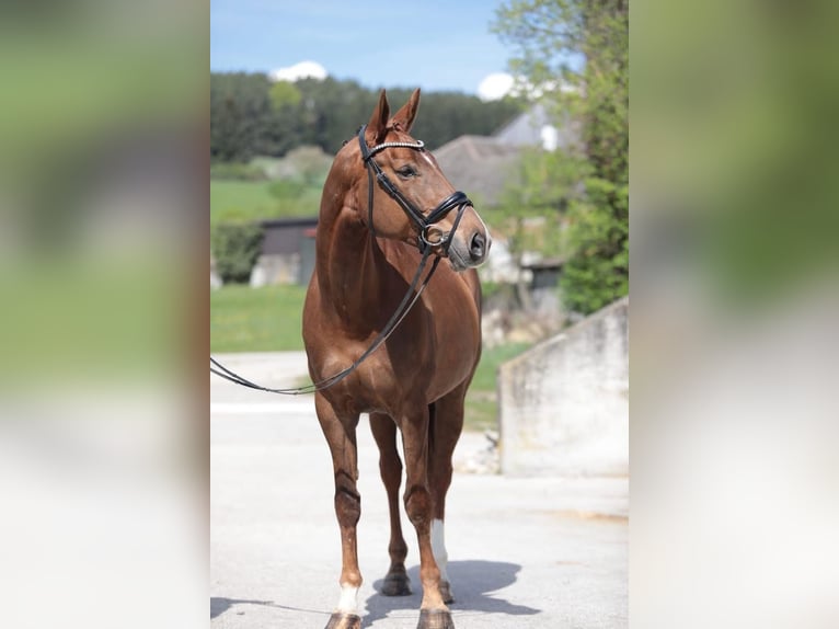Österreichisches Warmblut Stute 9 Jahre 170 cm Brauner in Traidendorf