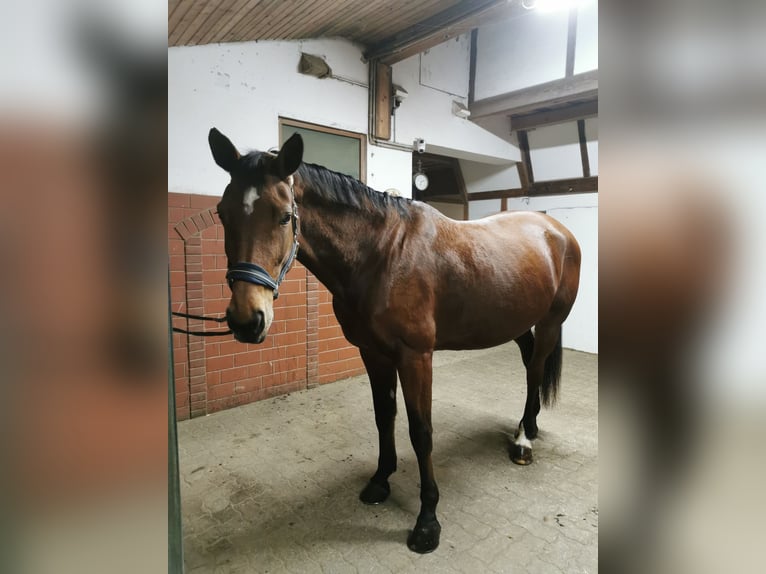 Österreichisches Warmblut Stute 9 Jahre 170 cm Brauner in Hart bei Graz