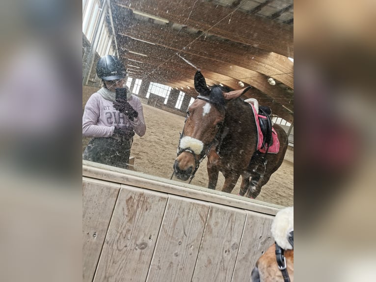 Österreichisches Warmblut Stute 9 Jahre 170 cm Brauner in Hart bei Graz