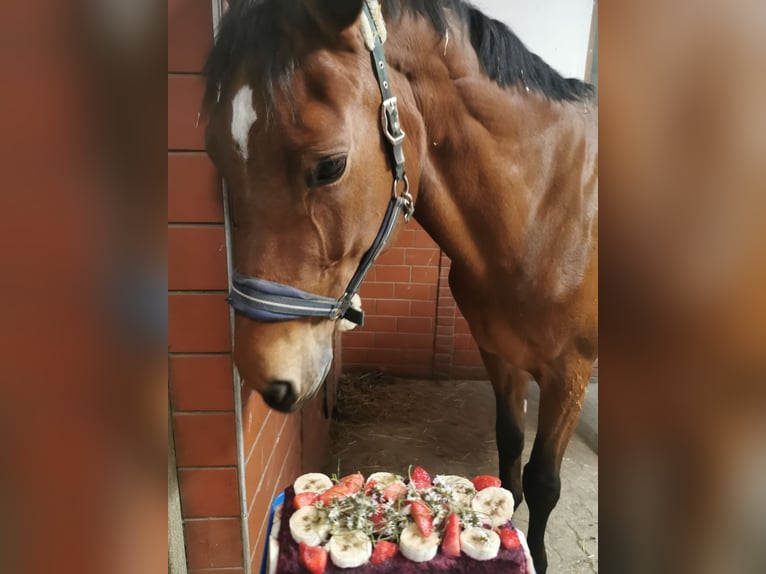 Österreichisches Warmblut Stute 9 Jahre 170 cm Brauner in Hart bei Graz