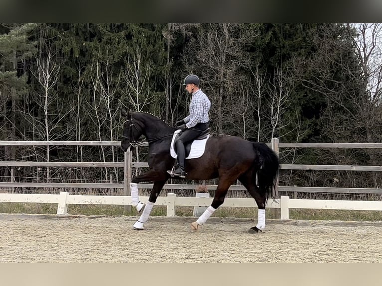 Österreichisches Warmblut Stute 9 Jahre 172 cm Rappe in Hackerberg