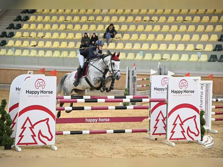 Österreichisches Warmblut Stute 9 Jahre 173 cm Schimmel in Linz